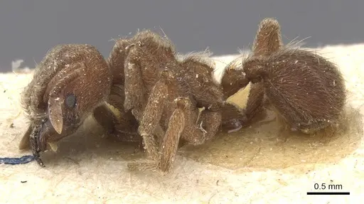 Sericomyrmex amabilis specimen CASENT0912515 image casent0912515_3