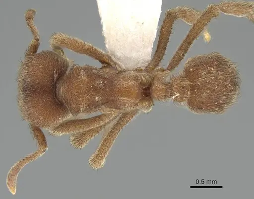 Sericomyrmex amabilis specimen CASENT0922156 image casent0922156_1
