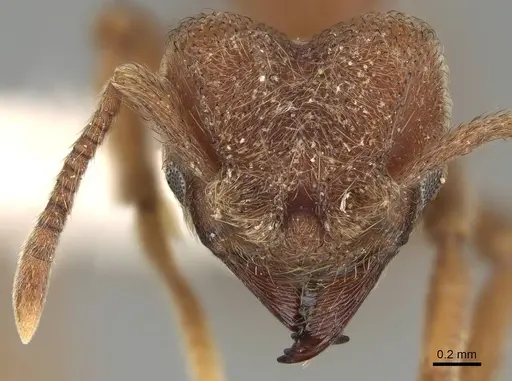 Sericomyrmex amabilis specimen CASENT0922156 image casent0922156_2