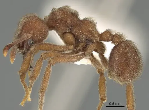 Sericomyrmex amabilis specimen CASENT0922156 image casent0922156_3