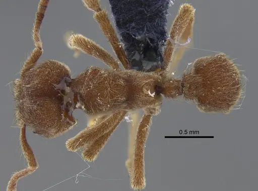 Sericomyrmex amabilis specimen CBUMAGENT41882 image cbumagent41882_1