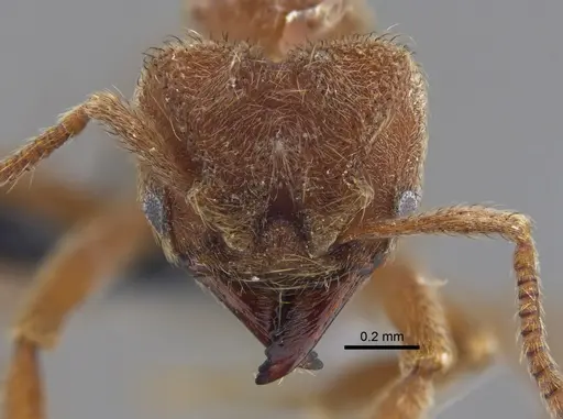 Sericomyrmex amabilis specimen CBUMAGENT41882 image cbumagent41882_2