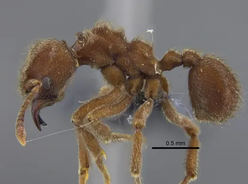 Sericomyrmex amabilis specimen CBUMAGENT41882 image cbumagent41882_3