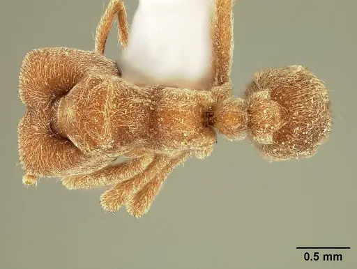 Sericomyrmex amabilis specimen USNMENT00308236 image usnment00308236_1