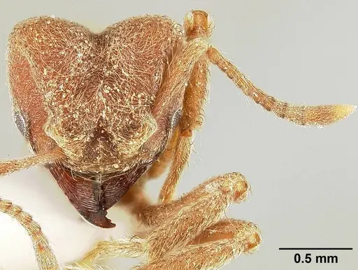 Sericomyrmex amabilis specimen USNMENT00308236 image usnment00308236_2