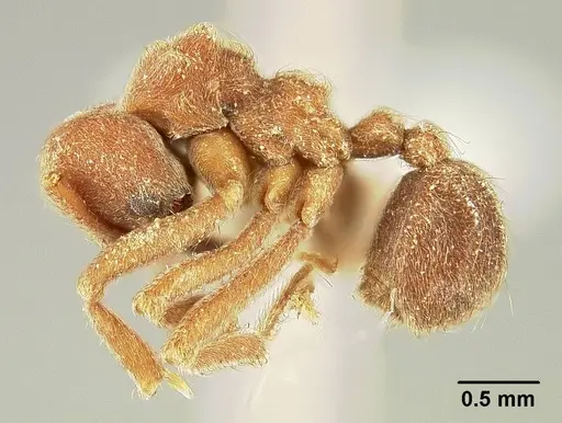 Sericomyrmex amabilis specimen USNMENT00308236 image usnment00308236_3