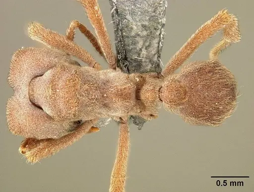 Sericomyrmex amabilis specimen USNMENT01125194 image usnment01125194_1