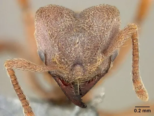 Sericomyrmex amabilis specimen USNMENT01125194 image usnment01125194_2