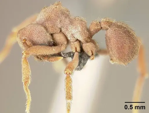 Sericomyrmex amabilis specimen USNMENT01125194 image usnment01125194_3