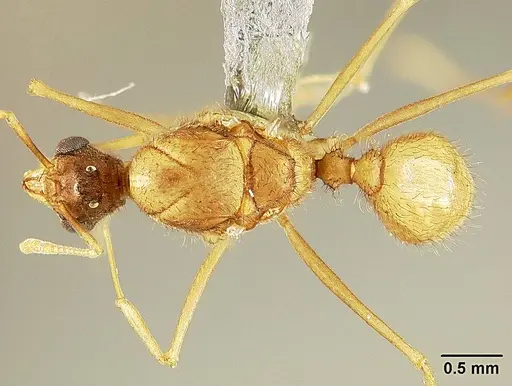 Sericomyrmex amabilis specimen USNMENT01125846 image usnment01125846_1