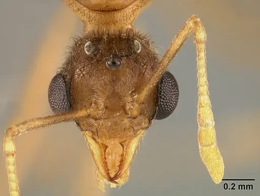 Sericomyrmex amabilis specimen USNMENT01125846 image usnment01125846_2