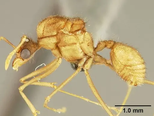 Sericomyrmex amabilis specimen USNMENT01125846 image usnment01125846_3