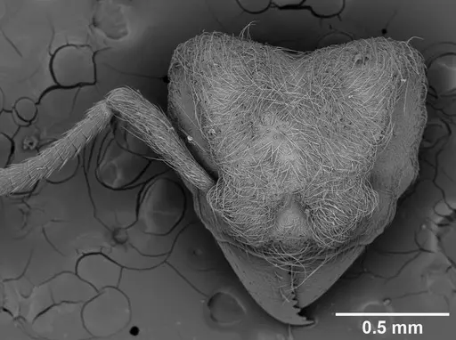Sericomyrmex amabilis specimen USNMENT01125862 image usnment01125862_1