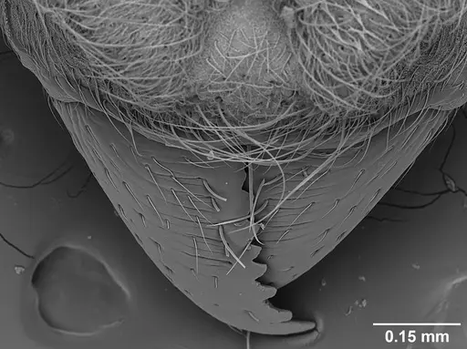 Sericomyrmex amabilis specimen USNMENT01125862 image usnment01125862_2
