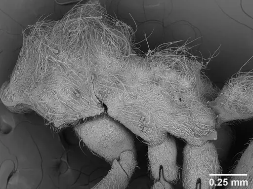 Sericomyrmex amabilis specimen USNMENT01125862 image usnment01125862_3