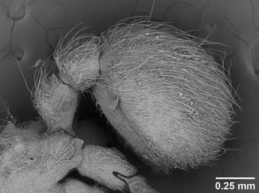 Sericomyrmex amabilis specimen USNMENT01125862 image usnment01125862_4