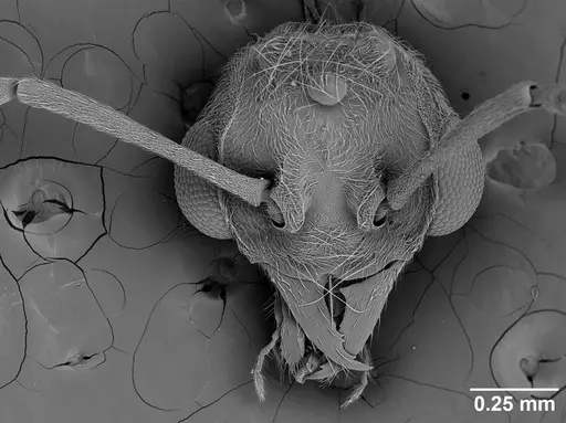 Sericomyrmex amabilis specimen USNMENT01125863 image usnment01125863_1