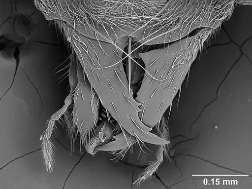 Sericomyrmex amabilis specimen USNMENT01125863 image usnment01125863_2