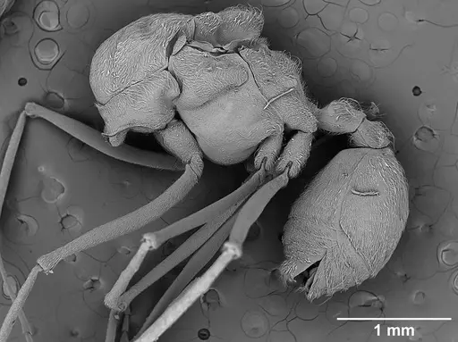 Sericomyrmex amabilis specimen USNMENT01125863 image usnment01125863_3