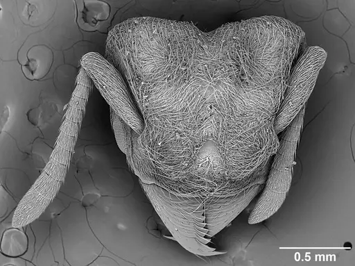 Sericomyrmex amabilis specimen USNMENT01125864 image usnment01125864_1