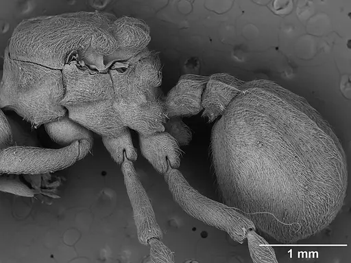 Sericomyrmex amabilis specimen USNMENT01125864 image usnment01125864_3