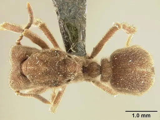 Sericomyrmex amabilis specimen USNMENT01125871 image usnment01125871_1