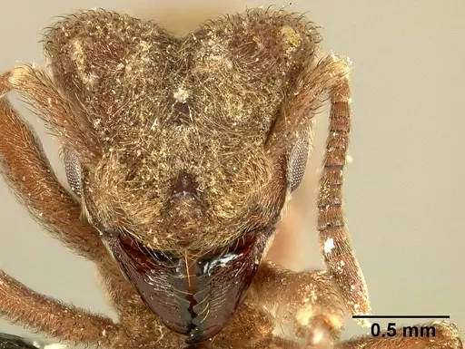 Sericomyrmex amabilis specimen USNMENT01125871 image usnment01125871_2