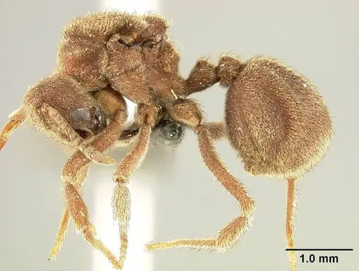 Sericomyrmex amabilis specimen USNMENT01125871 image usnment01125871_3