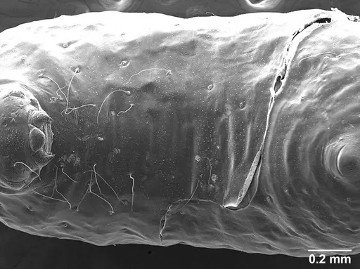 Sericomyrmex amabilis specimen USNMENT01126216 image usnment01126216_1