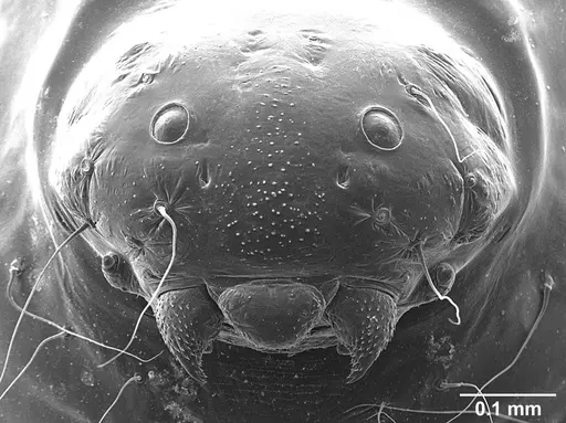 Sericomyrmex amabilis specimen USNMENT01126216 image usnment01126216_3