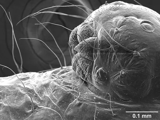 Sericomyrmex amabilis specimen USNMENT01126216 image usnment01126216_4