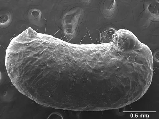 Sericomyrmex amabilis specimen USNMENT01126216 image usnment01126216_5