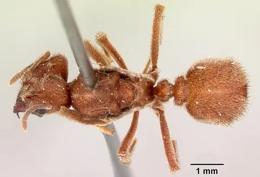 Sericomyrmex bondari specimen CASENT0104985 image casent0104985_1