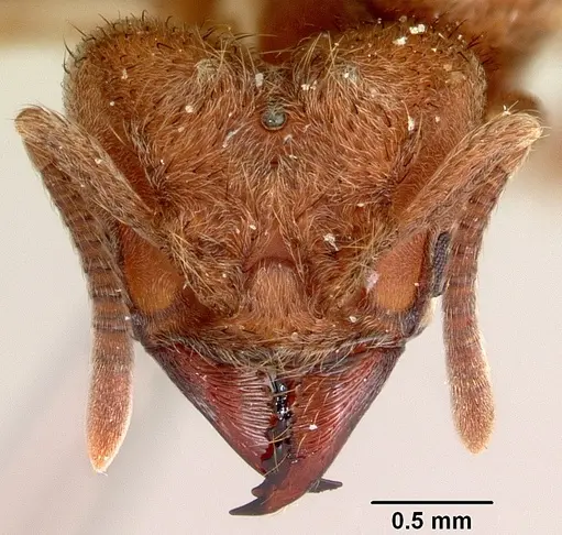 Sericomyrmex bondari specimen CASENT0104985 image casent0104985_2