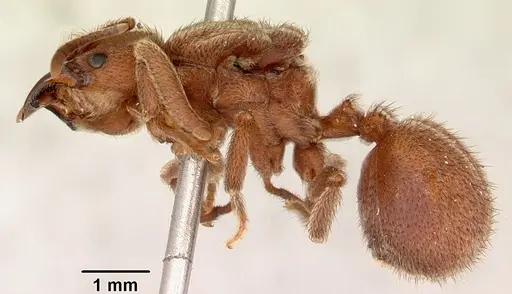 Sericomyrmex bondari specimen CASENT0104985 image casent0104985_3
