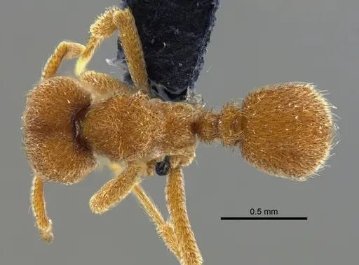 Sericomyrmex bondari specimen CBUMAGENT41950 image cbumagent41950_1