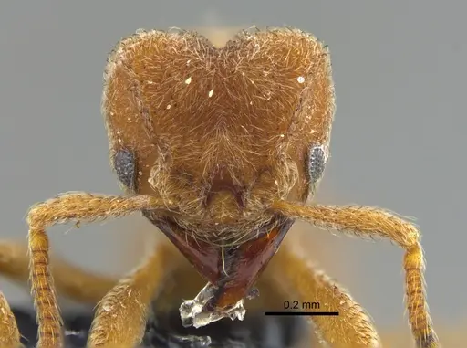 Sericomyrmex bondari specimen CBUMAGENT41950 image cbumagent41950_2