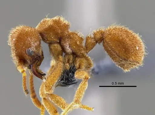 Sericomyrmex bondari specimen CBUMAGENT41950 image cbumagent41950_3