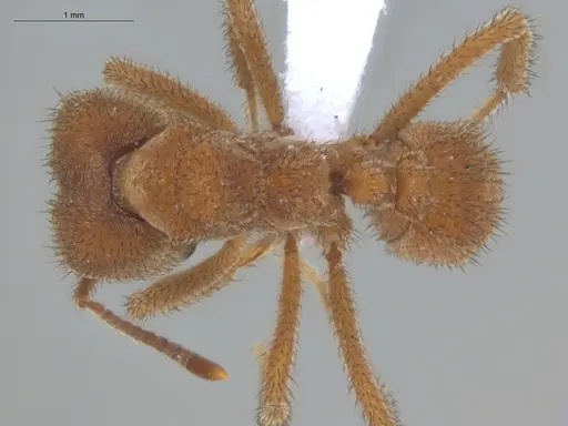 Sericomyrmex bondari specimen ECOFOG-IT14-0444-16 image ecofog-it14-0444-16_1