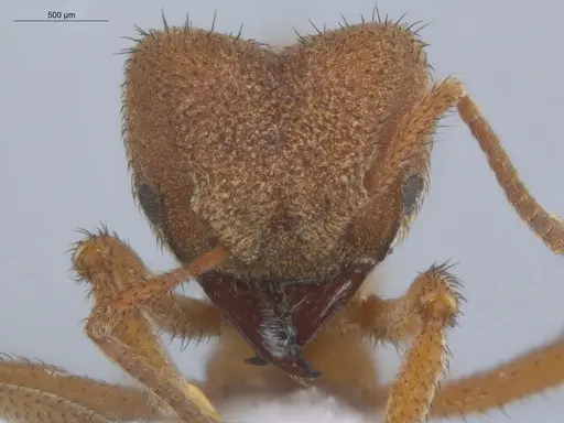 Sericomyrmex bondari specimen ECOFOG-IT14-0444-16 image ecofog-it14-0444-16_2