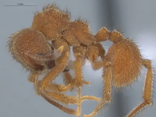 Sericomyrmex bondari specimen ECOFOG-IT14-0444-16 image ecofog-it14-0444-16_3