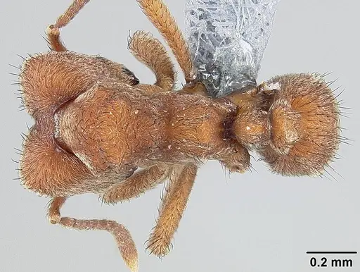 Sericomyrmex bondari specimen USNMENT01125207 image usnment01125207_1