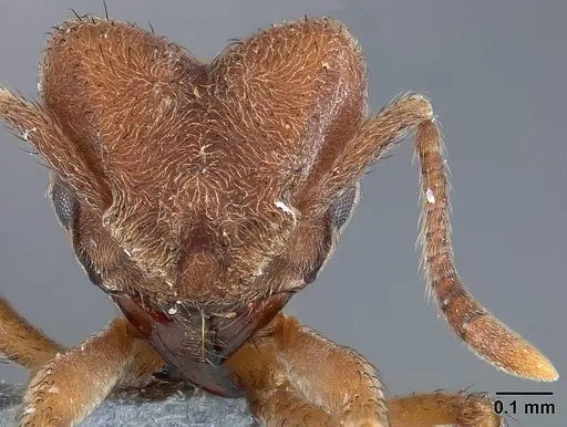 Sericomyrmex bondari specimen USNMENT01125207 image usnment01125207_2