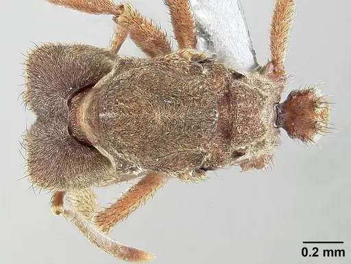 Sericomyrmex bondari specimen USNMENT01125803 image usnment01125803_1