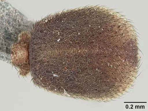 Sericomyrmex bondari specimen USNMENT01125803 image usnment01125803_2