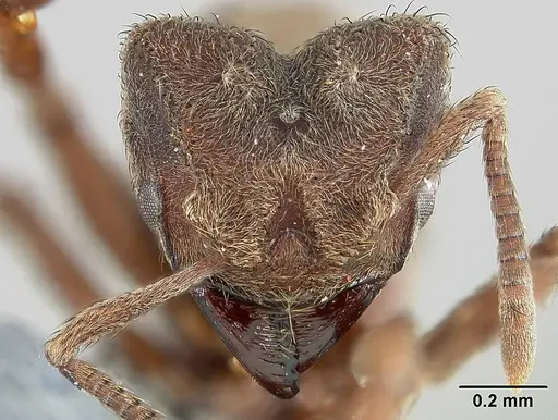 Sericomyrmex bondari specimen USNMENT01125803 image usnment01125803_3