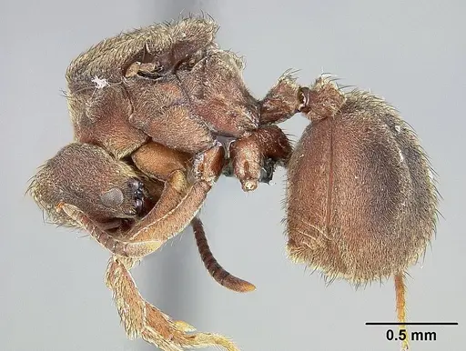 Sericomyrmex bondari specimen USNMENT01125803 image usnment01125803_4
