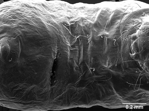 Sericomyrmex bondari specimen USNMENT01125807 image usnment01125807_1