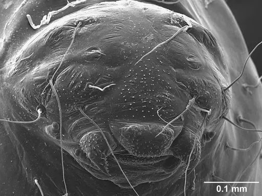 Sericomyrmex bondari specimen USNMENT01125807 image usnment01125807_3