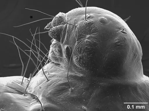 Sericomyrmex bondari specimen USNMENT01125807 image usnment01125807_4